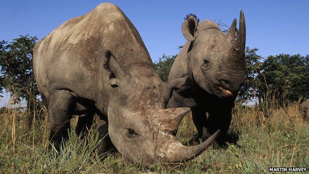 Black rhinoceroses