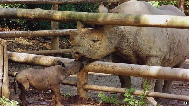 black rhino mother and baby