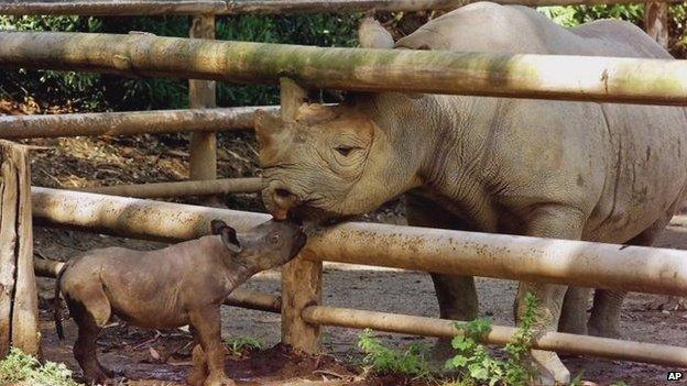 An eight-day-old baby black rhino with its dad at San Francisco Zoo