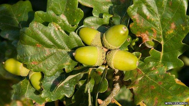 close up of acorns
