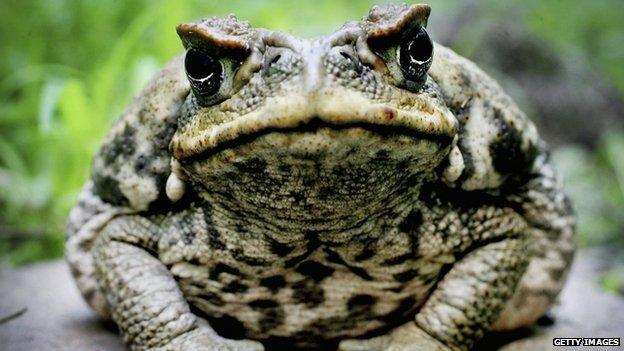 Toad