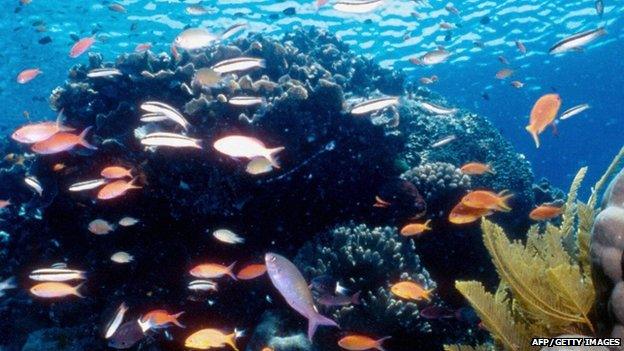 Colourful scene from The Great Barrier Reef