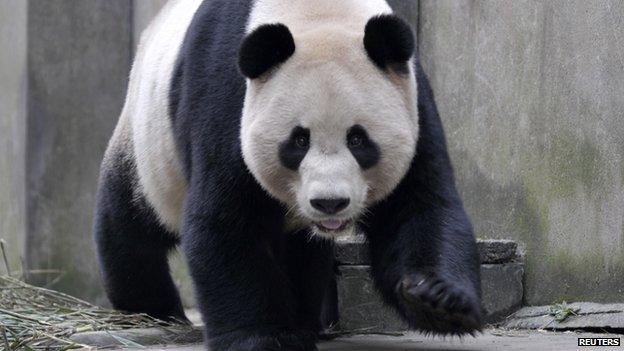 Panda walking