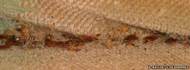 Bed-bugs in furniture (Image: Richard Naylor/University of Sheffield)