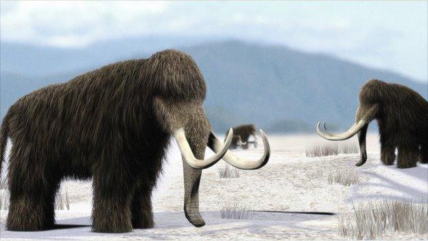 Woolly mammoth