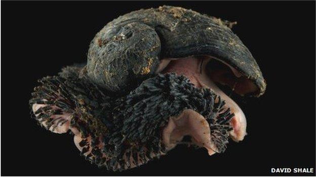 Scaly-foot snail (David Shale)