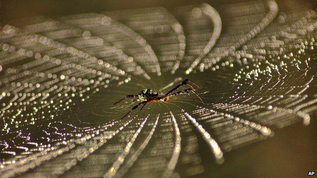 Spider spinning a web