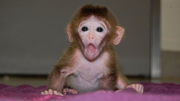 Roku, Hybrid rhesus monkey