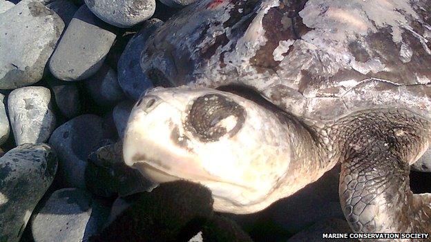 Close up of turtle's face