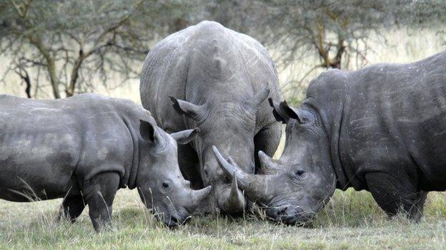 White rhinos like the ones being trained