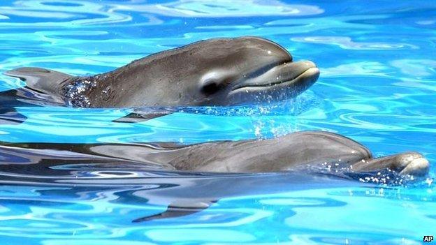 Two dolphins swimming