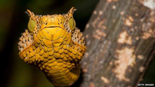 Matilda's horned viper