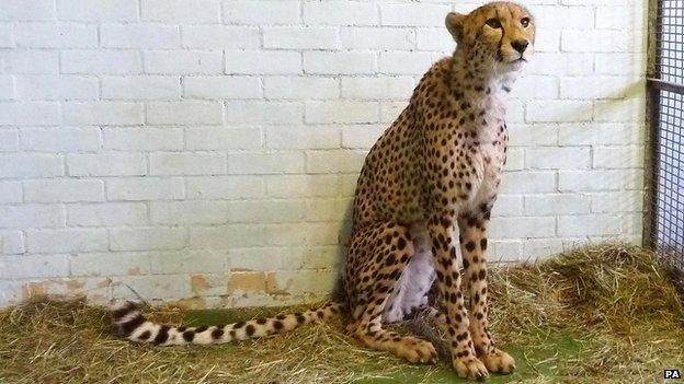 Cheetah sitting in a cage with straw