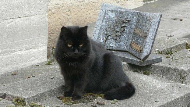 Black cat on a grave