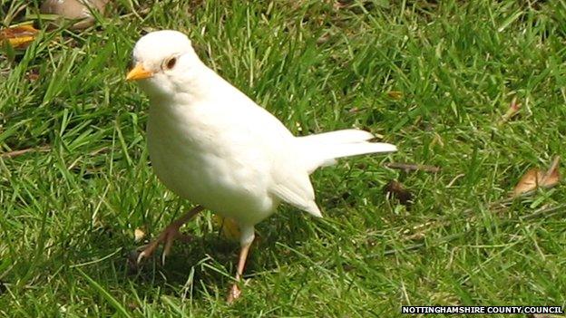 White blackbird