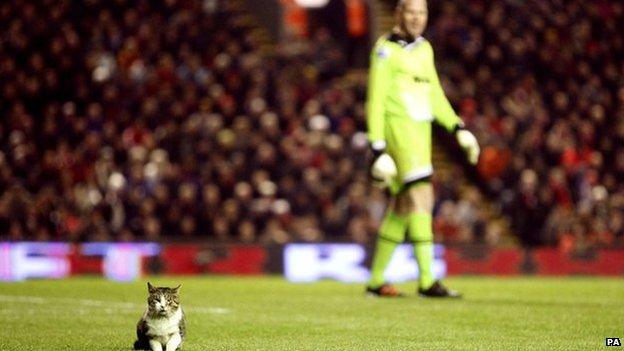 Cat on football pitch with goalkeeper looking on