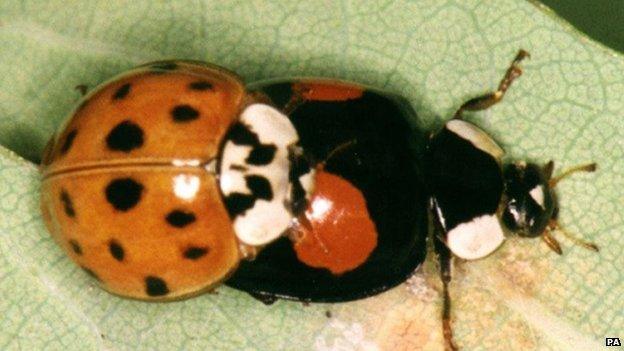 Harlequin ladybird attacking another ladybird