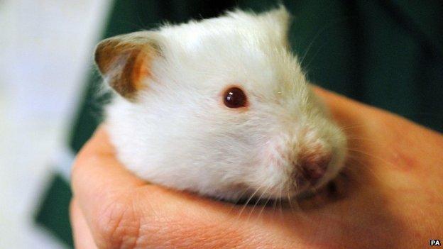 Snowball the abandoned hamster