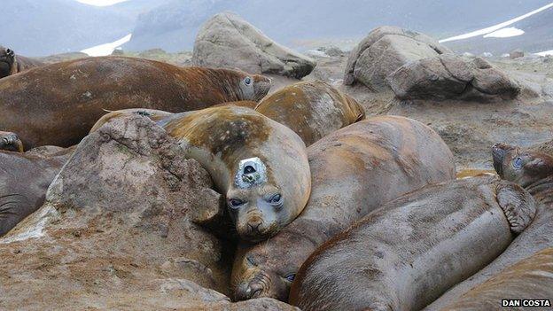 Tagged elephant seal