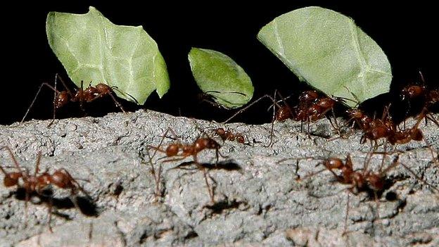 Ants carrying leaves