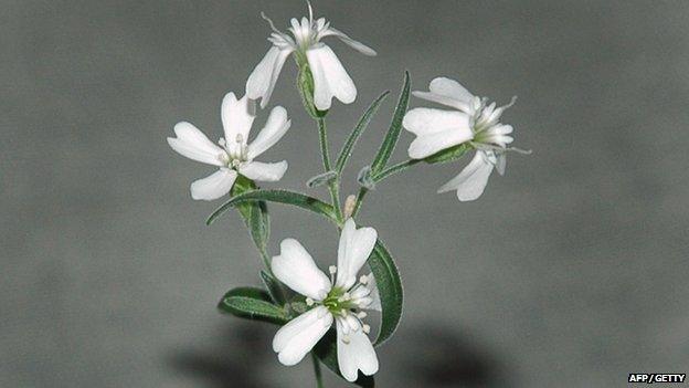 Scientists in Russia have grown a plant from a seed frozen 30,000 years ago - all with the help of some Arctic squirrels