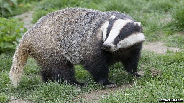 Badger in England