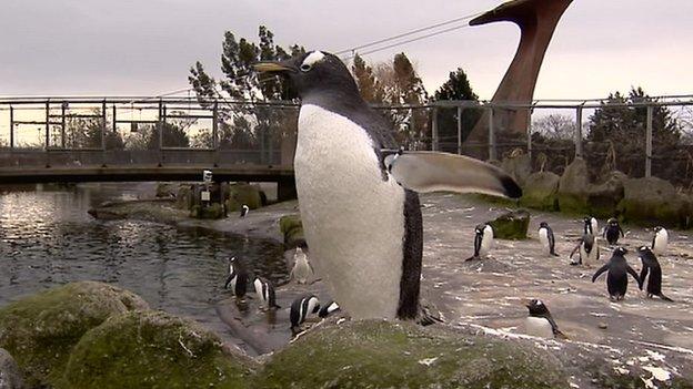 Penguins at Edinburgh Zoo