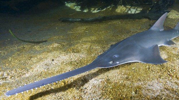 Sawfish. Image: David Wachenfeld, Triggerfish Images