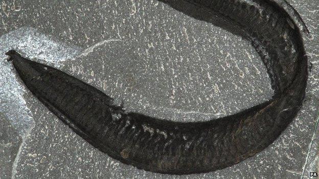 Scientists have found that humans may have evolved from this worm like creature.