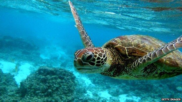 Hawksbill sea turtle swimming on Great Barrier Reef