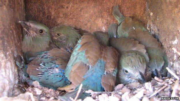 Eurasian roller chicks