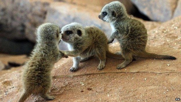 The meerkat triplets at Bristol Zoo