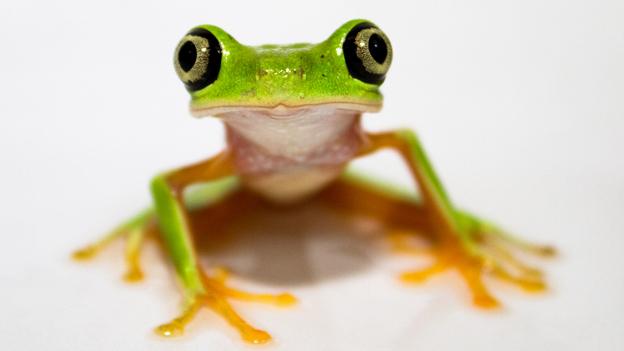 Lemur leaf frog (critically endangered)