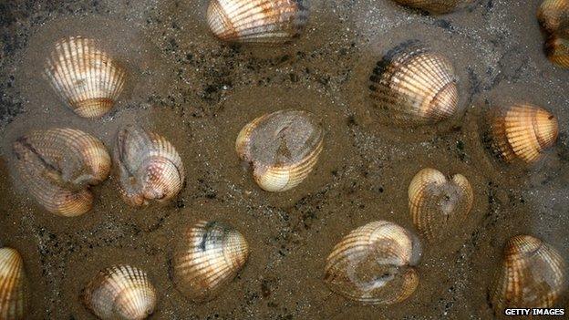 Cockles