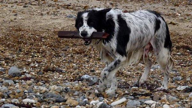 A dog on a beach