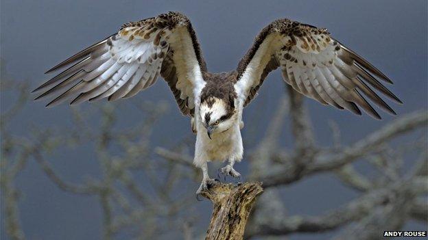 Osprey at Glaslyn by Andy Rouse