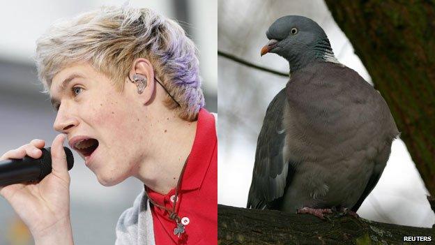 One Direction's Niall is scared of pigeons