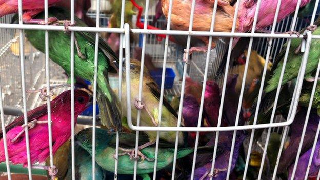 Birds for sale in Tripoli market