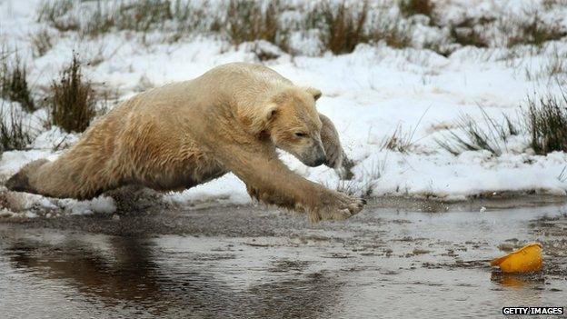 Polar bear jumps in water
