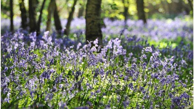 Bluebell wood in Arlington, East Sussex