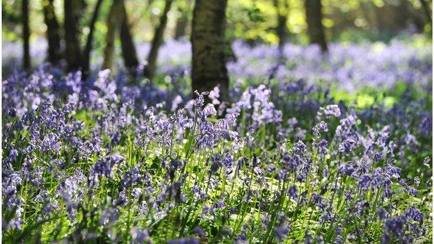 Bluebell wood in Arlington, East Sussex