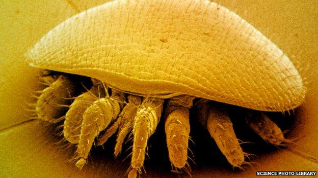 enlarged photo of a varroa mite