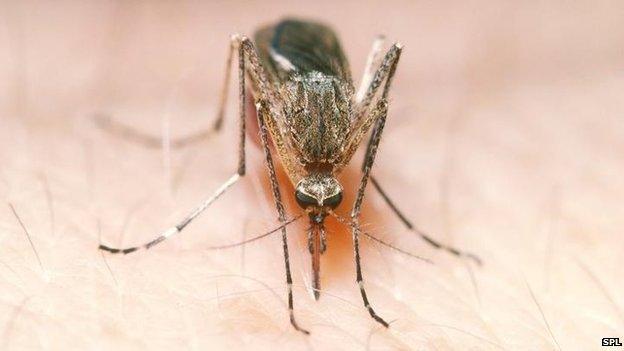 House Mosquito biting