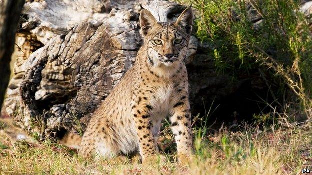 Iberian Lynx