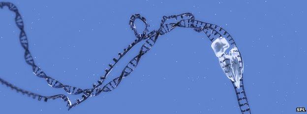Artwork of RNA transcription