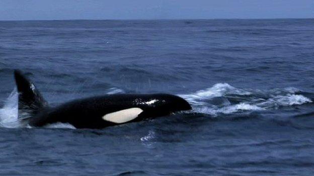 Killer whales attack gray whale calf