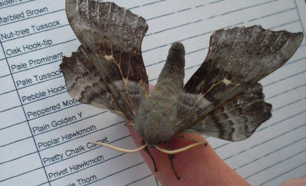 Moth being examined by a citizen scientist