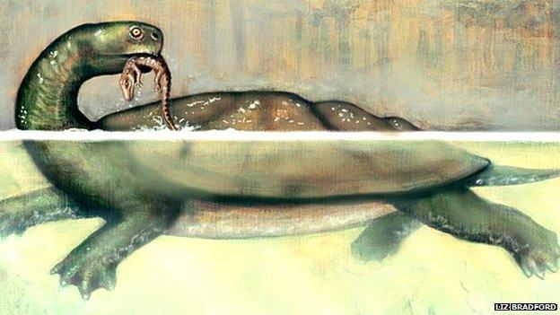 Artists impression of ancient turtle