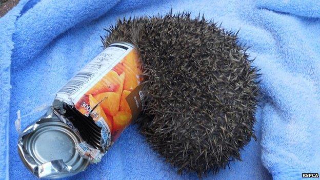 A hedgehog with its head stuck in a tin can