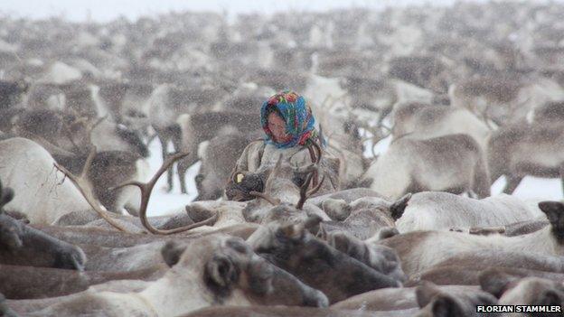 A Nenet woman among a herd of reindeer
